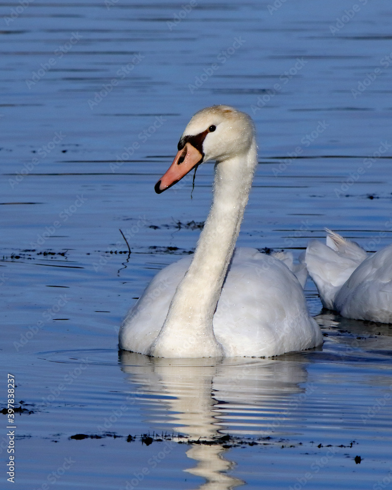 One mute swan posing in a blue pond One mute swan posing in a blue pond