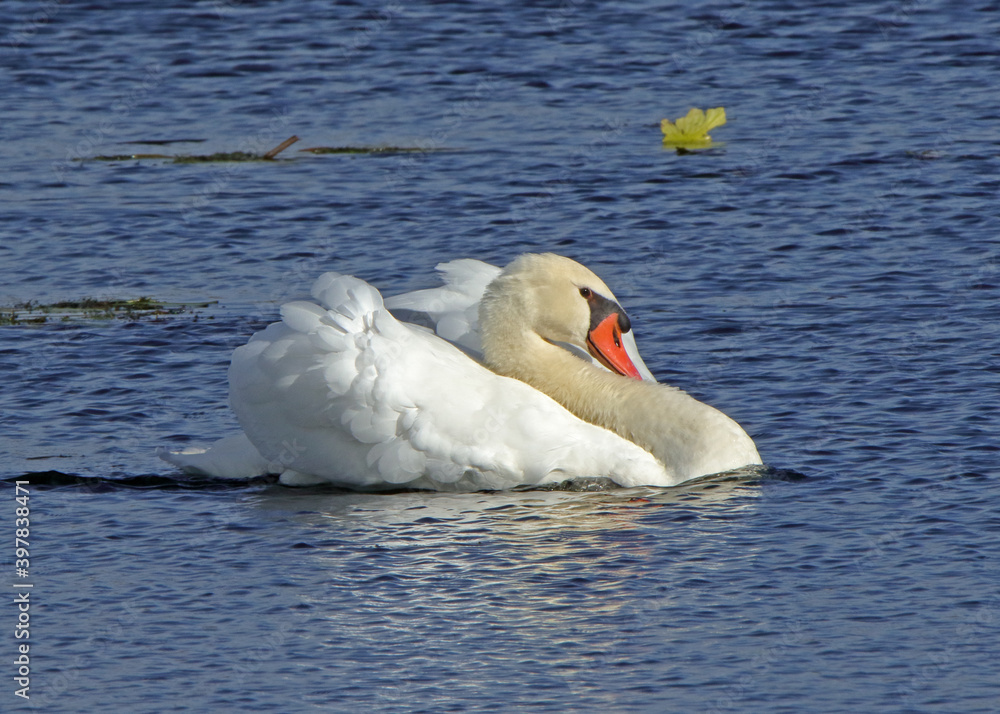 Naklejka premium One mute swan busking in a blue pond