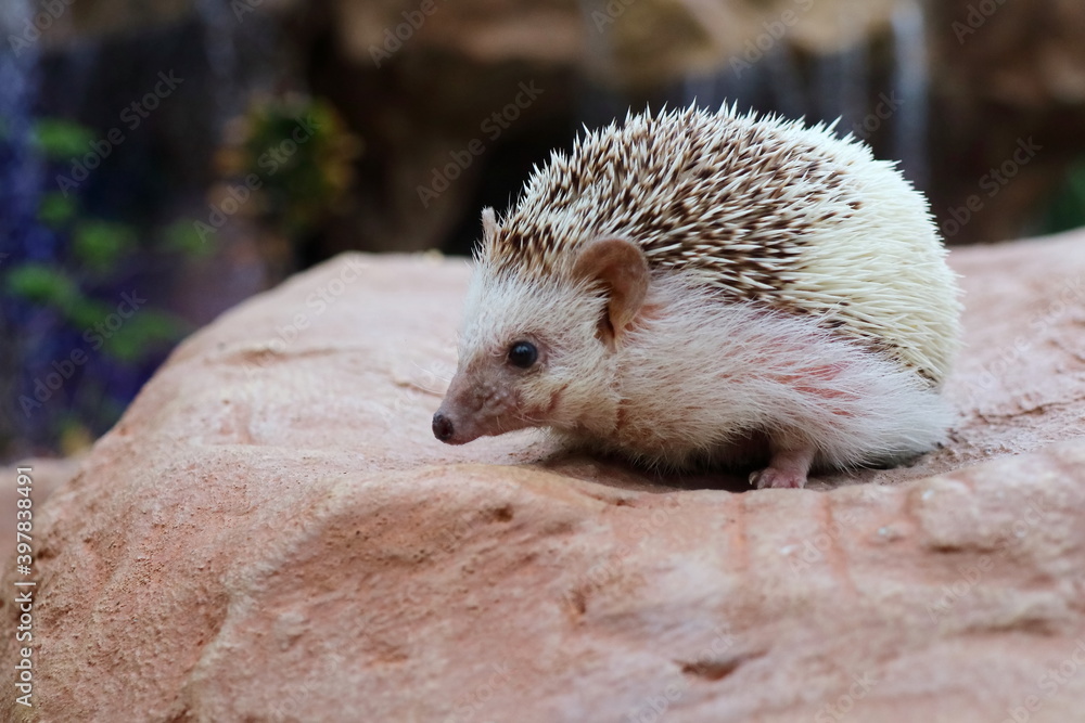 Obraz premium Cute young hedgehog on the rock with water fall background. Soft focus. Animal and nature concept.