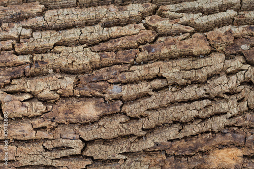 old texture of embossed tree bark close up.