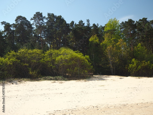 Green trees on the beach. Jurmala, Bulduri, Latvia © Evgeniya