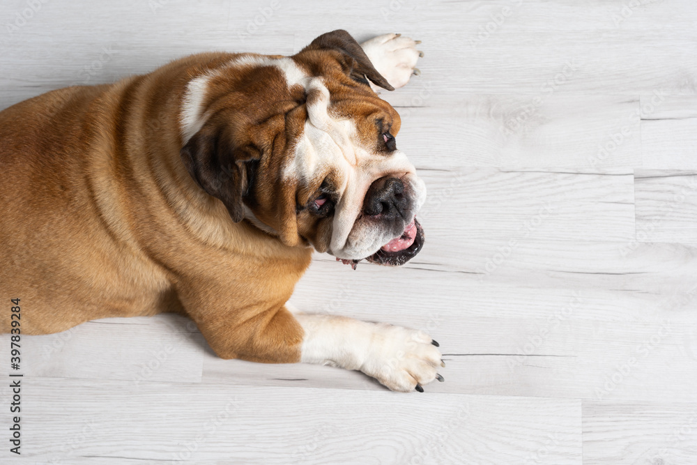 Obraz premium Top view as dog lies against white background. The English Bulldog is a purebred dog with a pedigree. The breed of dog belongs to the moloss group.