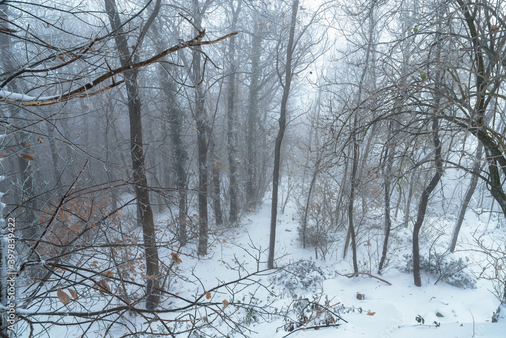 Snow covered mountain forest on a foggy winter day Snow covered mountain forest on a foggy winter day