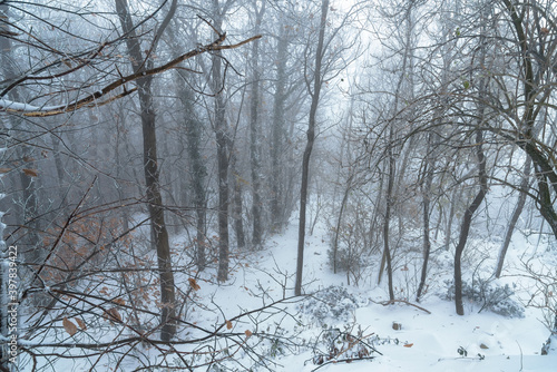 Snow covered mountain forest on a foggy winter day