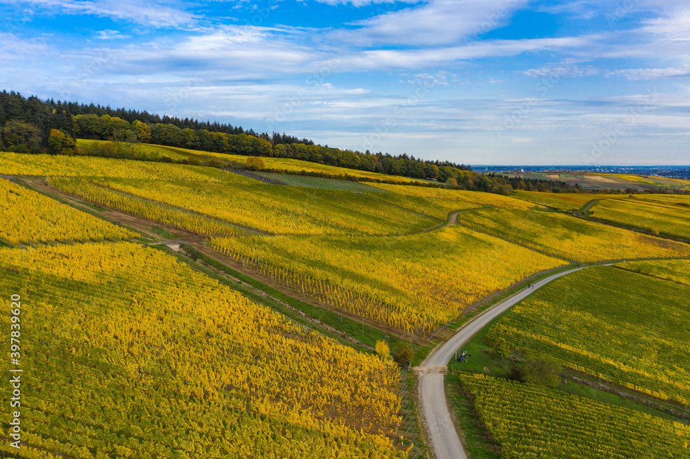 Obraz premium View from above of the autumnal colored vineyards of Kiedrich / Germany in the Rheingau