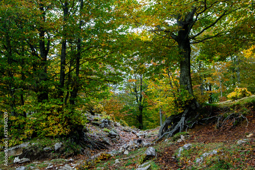 autumn forest and trees wood