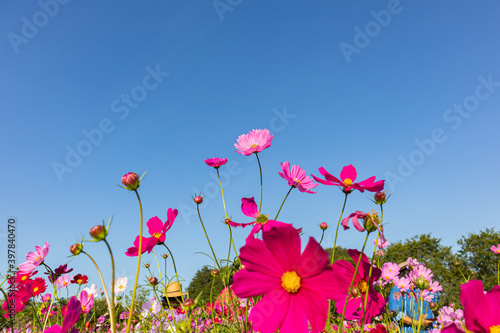 cosmos flower blooming in the field.