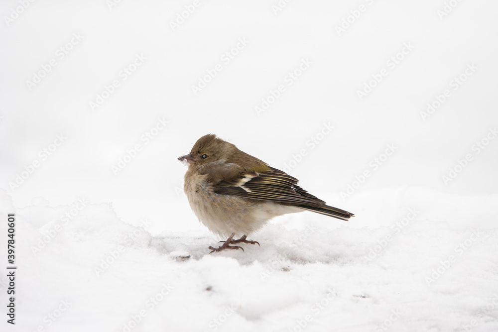 the finch stands in the snow in a big frost in winter the finch stands in the snow in a big frost in winter