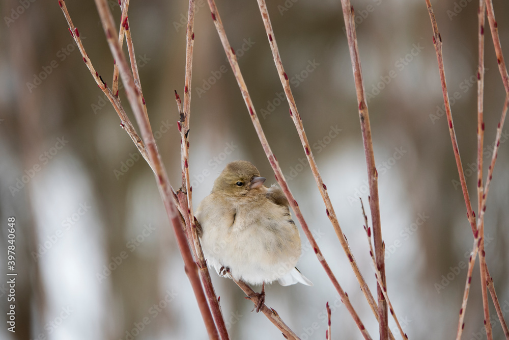 finch sits on a branch in winter in a big frost finch sits on a branch in winter in a big frost