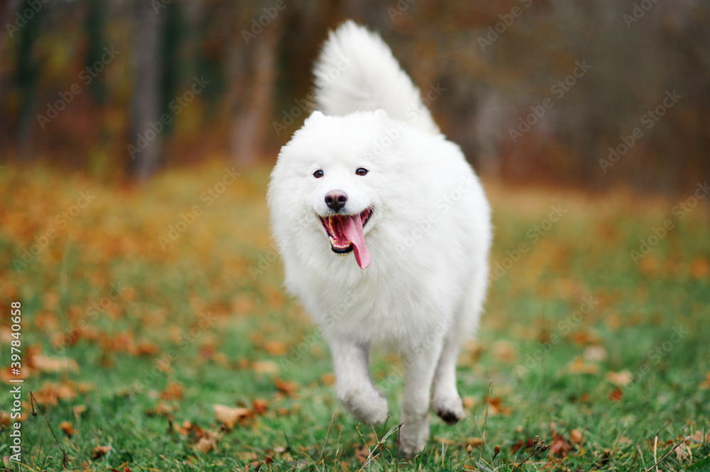 A Samoyed dog is running fast in the autumn park. White fluffy purebred dog outdoors. A Samoyed dog is running fast in the autumn park. White fluffy purebred dog outdoors.