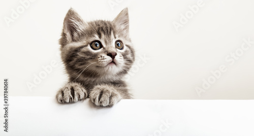 Kitten head with paws up peeking over blank white sign placard. Pet kitten curiously peeking behind white background. Tabby baby cat showing placard template.Long web banner with copy space