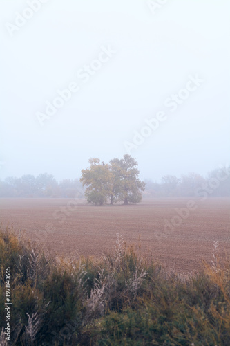 Field with a tree on a foggy day