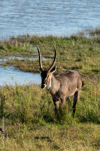 Cobe    croissant   Waterbuck   Kobus ellipsiprymnus  Parc national du Pilanesberg  Afrique du Sud