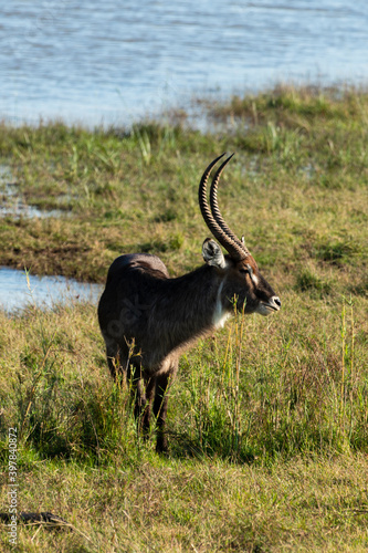 Cobe    croissant   Waterbuck   Kobus ellipsiprymnus  Parc national du Pilanesberg  Afrique du Sud