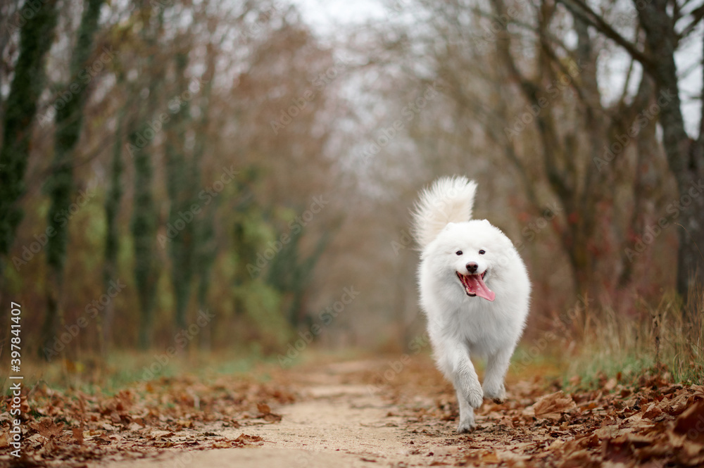 A Samoyed dog is running fast in the autumn park. White fluffy purebred dog shotted in a jump outdoors. A Samoyed dog is running fast in the autumn park. White fluffy purebred dog shotted in a jump outdoors.