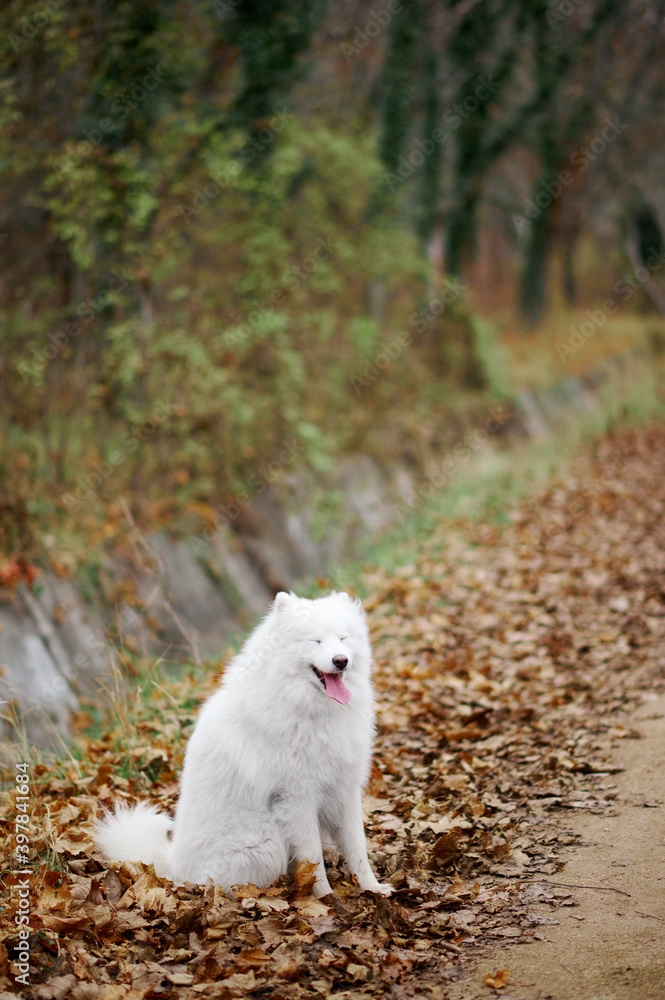 A Samoyed dog is sitting in the autumn park. White fluffy purebred dog outdoors. Cute breed puppy A Samoyed dog is sitting in the autumn park. White fluffy purebred dog outdoors. Cute breed puppy