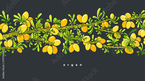 Argan tree. Vector oil bean, leaf Art illustration