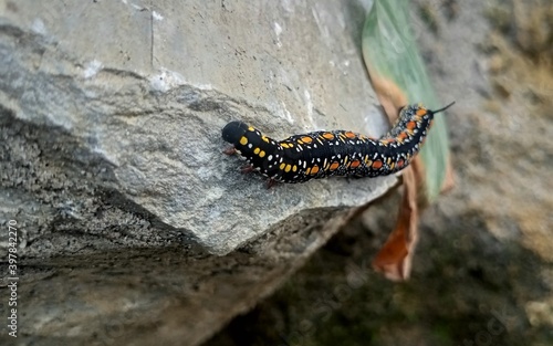 a caterpillar on a rock (macro)