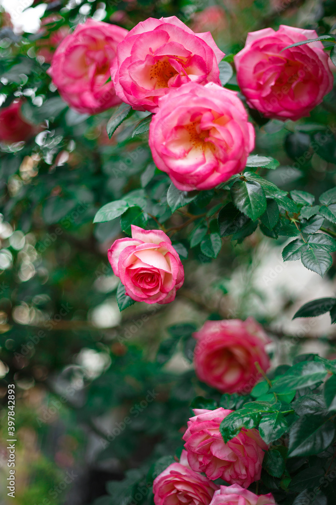 beautiful bush of fresh blooming pink roses