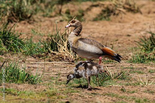 Ouette d'Égypte,. Alopochen aegyptiaca, Egyptian Goose, Parc national Kruger, Afrique du Sud