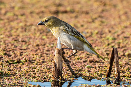 Tisserin intermédiaire,. femelle, Ploceus intermedius, Lesser Masked Weaver photo