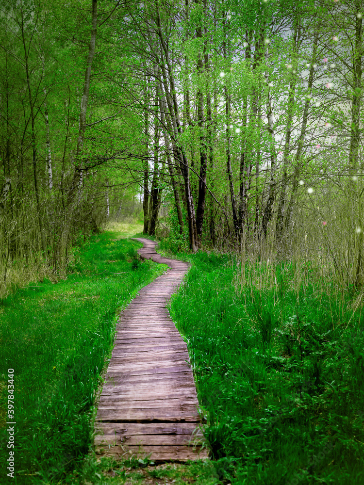 Fototapeta premium Boardwalk pathway green magic grassland and forest. Nobody on walking trail in spring.