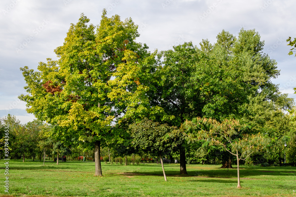 Landscape with large green oak trees and grass in a sunny autumn day in Parcul Izvor (Izvor Park) in Bucharest, Romania . Landscape with large green oak trees and grass in a sunny autumn day in Parcul Izvor (Izvor Park) in Bucharest, Romania .
