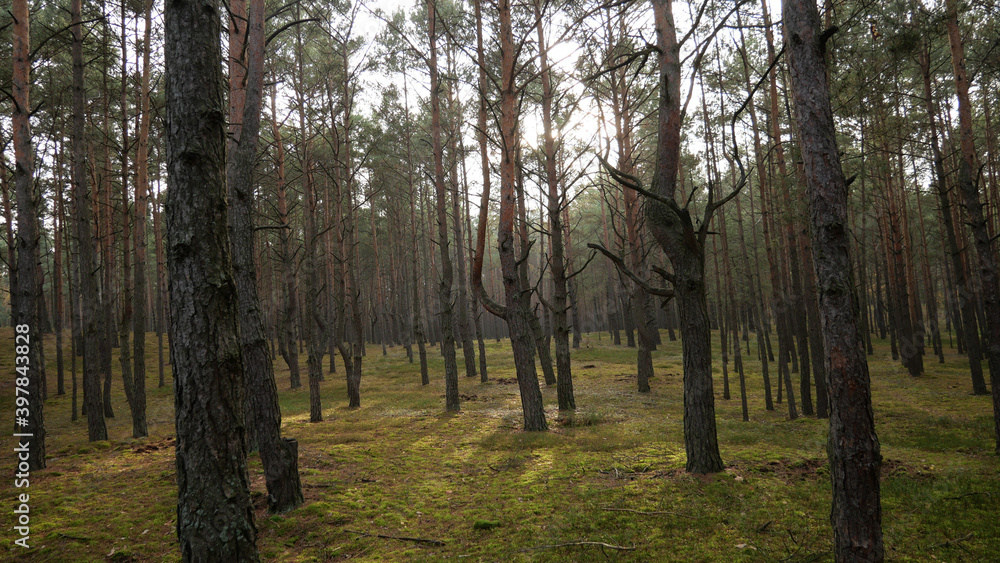 Fototapeta premium Las sosnowy, drzewa rosnące w lesie