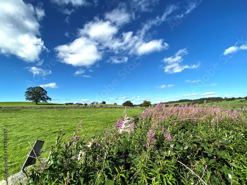 Wild flowers, and a rolling green landscape in, Fewston, Harrogate, UK photo