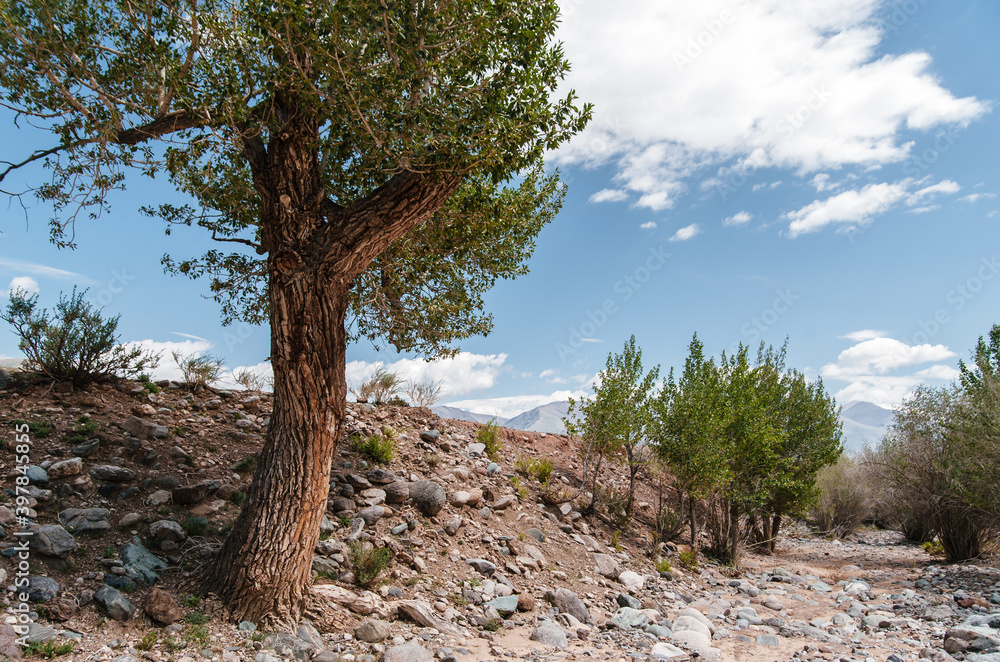 Photo of Summer Sandy Hills Landscape with Trees. Travel Mountain location of popular tourist attraction. View of beautiful nature Desert on Cloudy Sky Background Photo of Summer Sandy Hills Landscape with Trees. Travel Mountain location of popular tourist attraction. View of beautiful nature Desert on Cloudy Sky Background