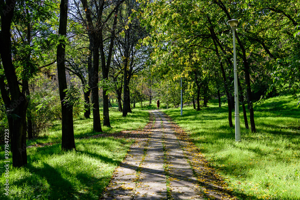 Landscape with the hidden alley surrounded by vivid green and yellow trees, plants trees and grass in a sunny autumn day in Parcul Tineretului (Tineretului Park) in Bucharest, Romania . Landscape with the hidden alley surrounded by vivid green and yellow trees, plants trees and grass in a sunny autumn day in Parcul Tineretului (Tineretului Park) in Bucharest, Romania .
