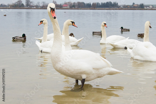 Beautiful Mute Swan ( Cygnus olor ) swimming in the Crystal Clear deep lake