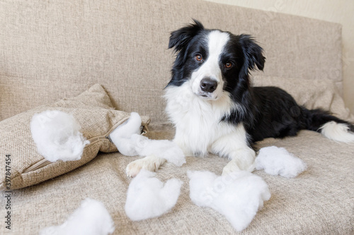 Naughty playful puppy dog border collie after mischief biting pillow lying on couch at home. Guilty dog and destroyed living room. Damage messy home and puppy with funny guilty look.