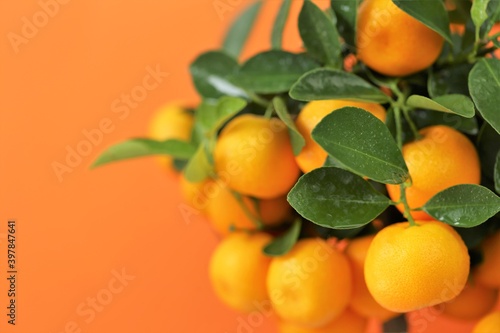 Tangerines bush. Fresh  tangerines branch on bright orange background. Tangerines on a citrus tree close up.Winter fruits. Vitamin C.Traditional Fruit for Christmas and New Year