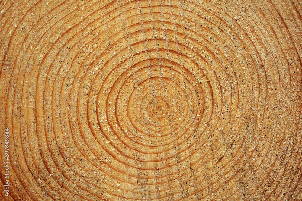 Jahresringe an Föhre frisch geschnitten im Winter, Holz mit Maserung des Baums Jahresringe an Föhre frisch geschnitten im Winter, Holz mit Maserung des Baums