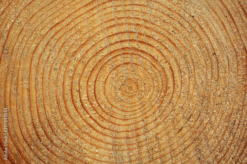 Jahresringe an Föhre frisch geschnitten im Winter, Holz mit Maserung des Baums