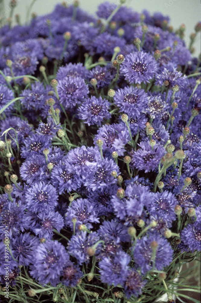 Obraz premium Kornblumen