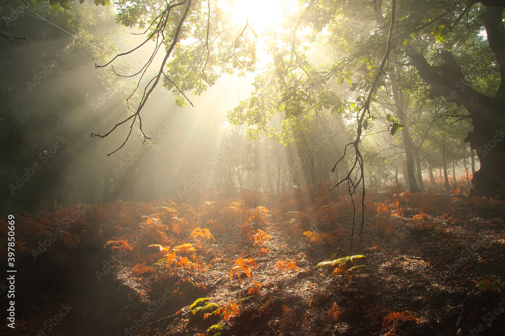 Sun rays in the forest.