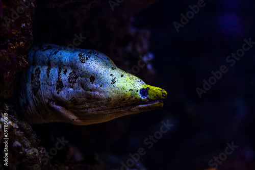 Murena lurking on the food in a cave in the underwater world
