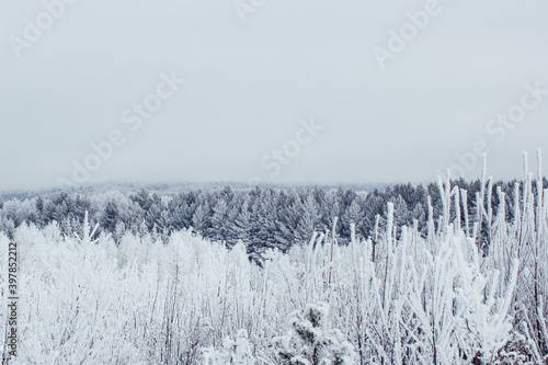 snow covered trees in winter, frost