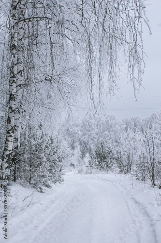 snow covered trees in winter, frost © Tin_si