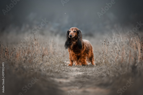 autumn walk with the dog portrait of a dachshund in gentle colors 