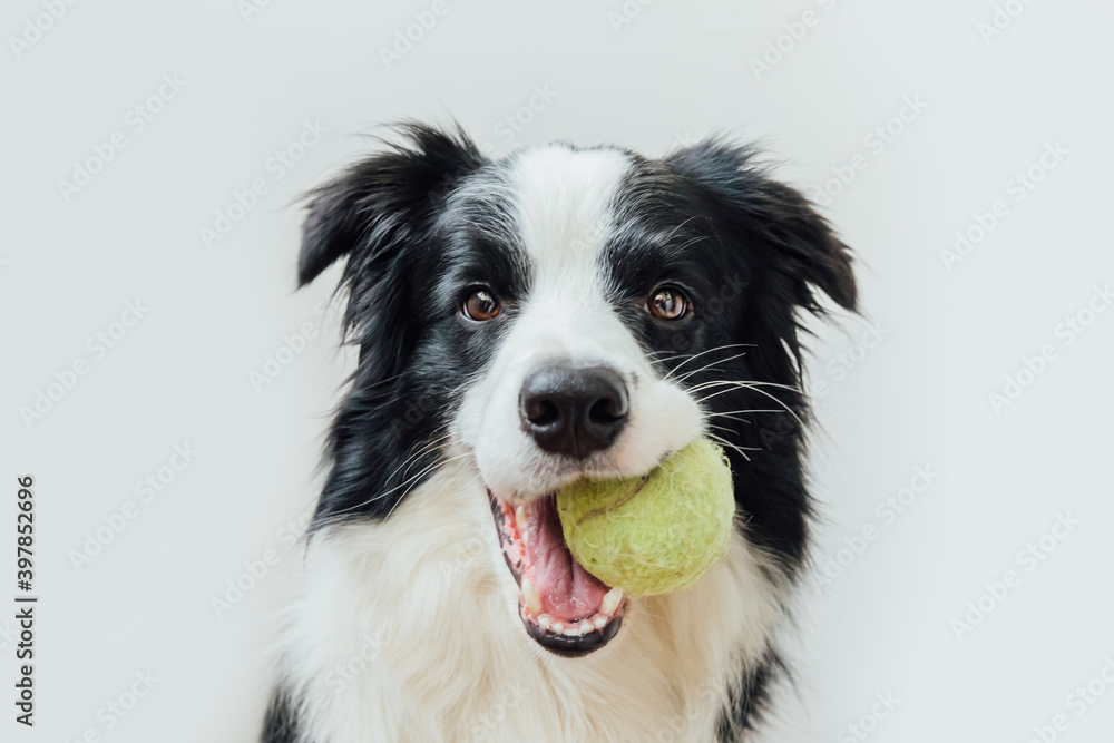 Funny portrait of cute puppy dog border collie holding toy ball in mouth  isolated on white