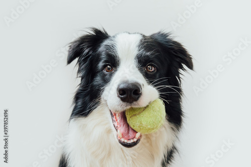 Funny portrait of cute puppy dog border collie holding toy ball in mouth isolated on white background. Purebred pet dog with tennis ball wants to playing with owner. Pet activity and animals concept. © Юлия Завалишина