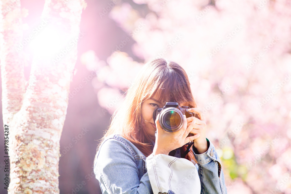 Photographer girl Shooting from Prunus cerasoides Wild Himalayan Cherry.