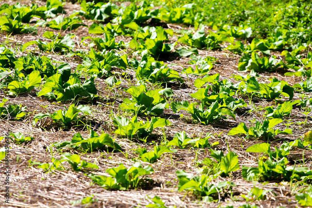 Obraz premium Convert lettuce