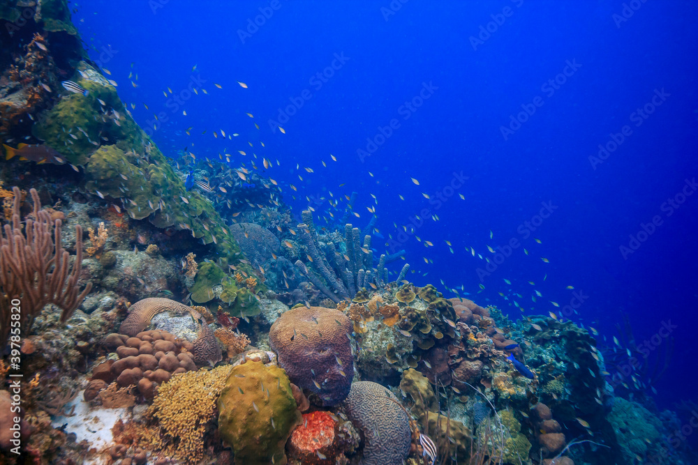 Fototapeta premium Caribbean coral garden