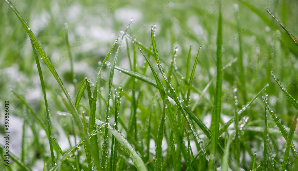 Green grass covered by the first snow on lawn. Green grass sprouts from under the snow that melts in the spring Green grass covered by the first snow on lawn. Green grass sprouts from under the snow that melts in the spring