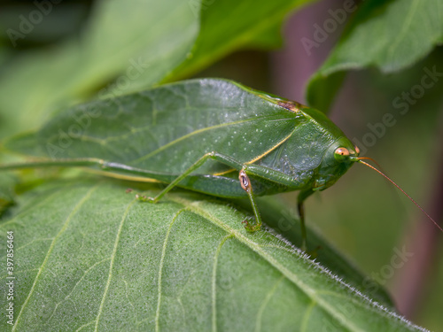 Macro photography of a green catydid standing on a green big leaf. Captured at a garden near the colonial town of Villa de Leyva, in the central Andean mountains of Colombia.