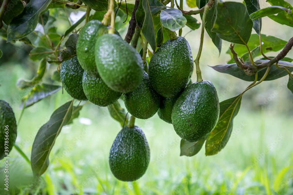 AGUACATE COLGANDO DE ÁRBOL CON FONDO DIFUMINADO O BORROSO AGUACATE COLGANDO DE ÁRBOL CON FONDO DIFUMINADO O BORROSO
